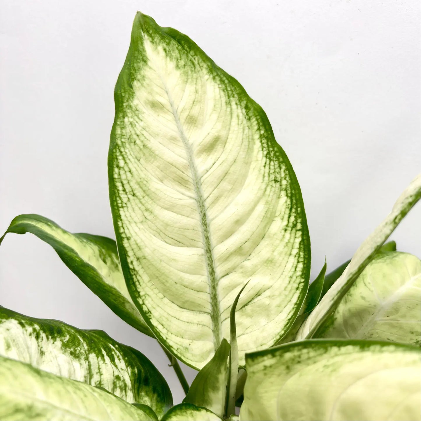 Dieffenbachia "Camilla" Havre Vert