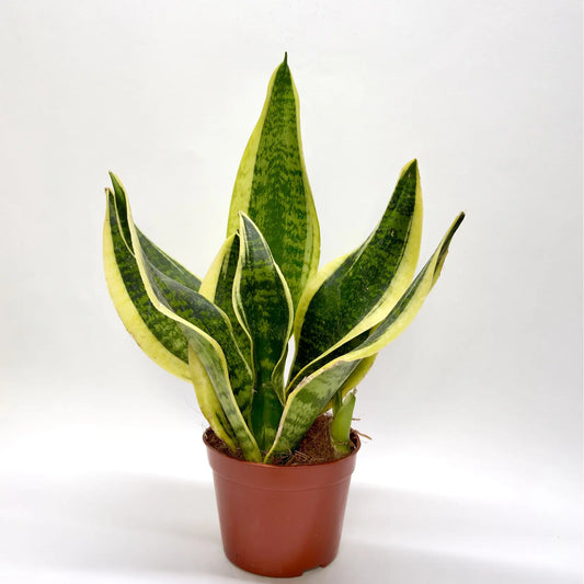 Sansevieria Futura Superba Havre Vert