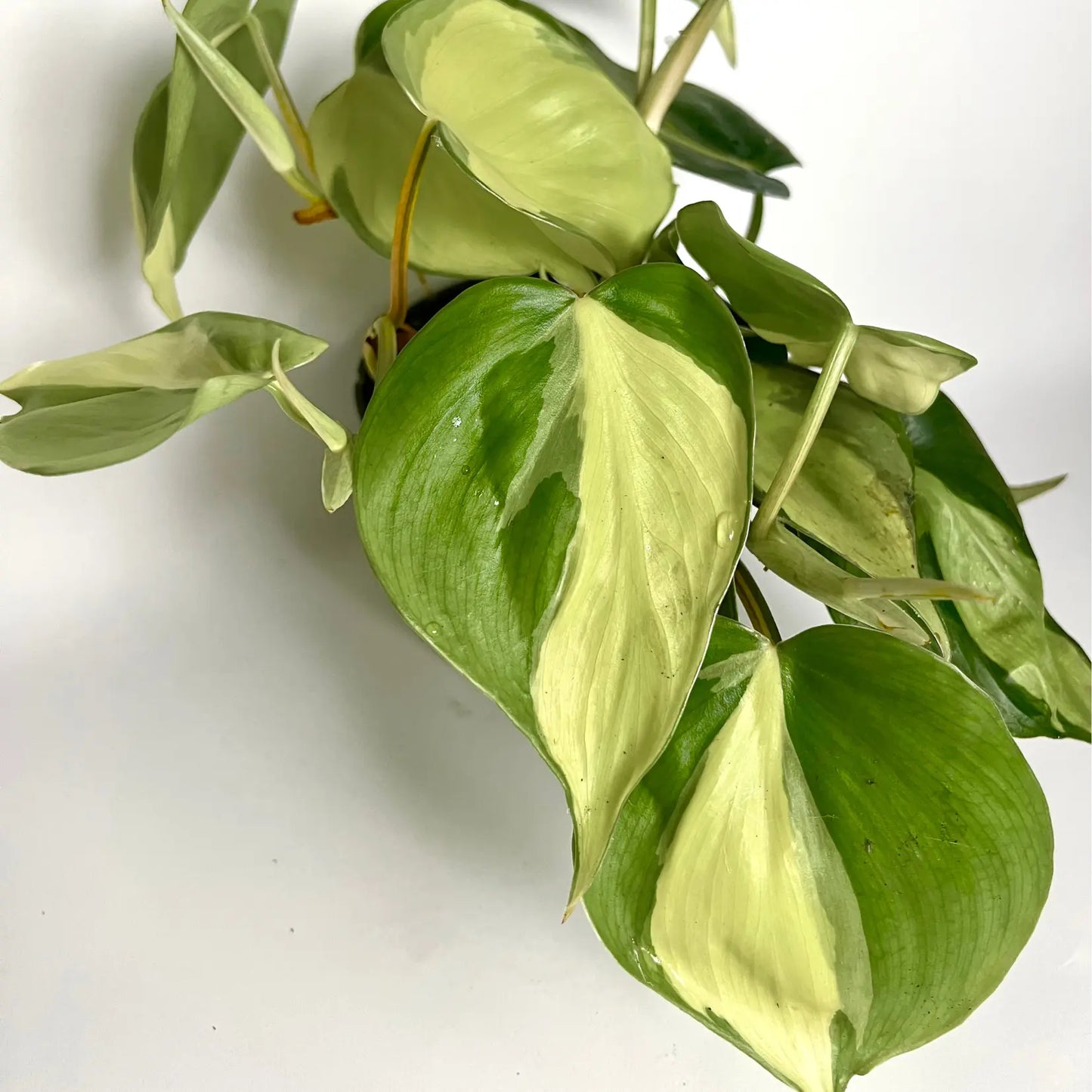 Philodendron Scandens "Brasil" Havre Vert