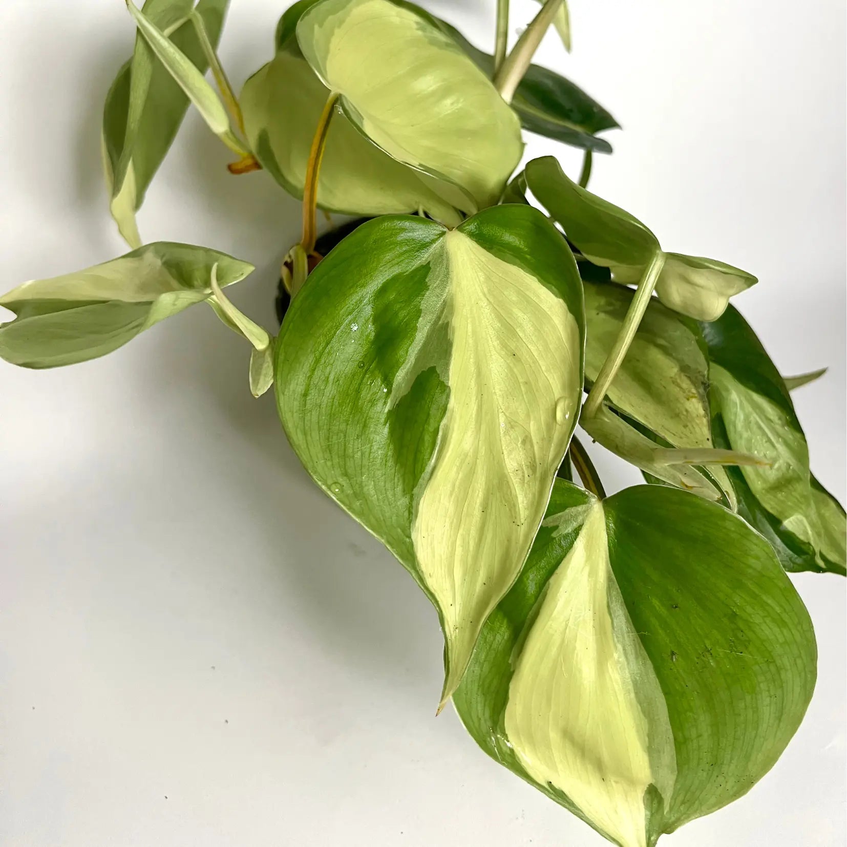 Philodendron Scandens "Brasil" Havre Vert
