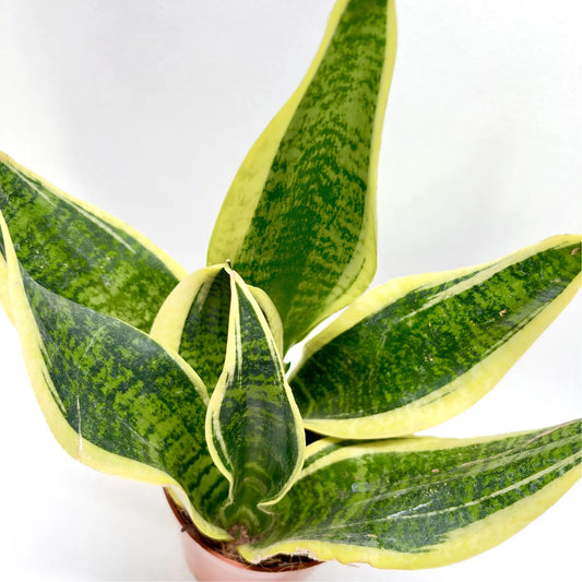 Sansevieria Futura Superba Havre Vert