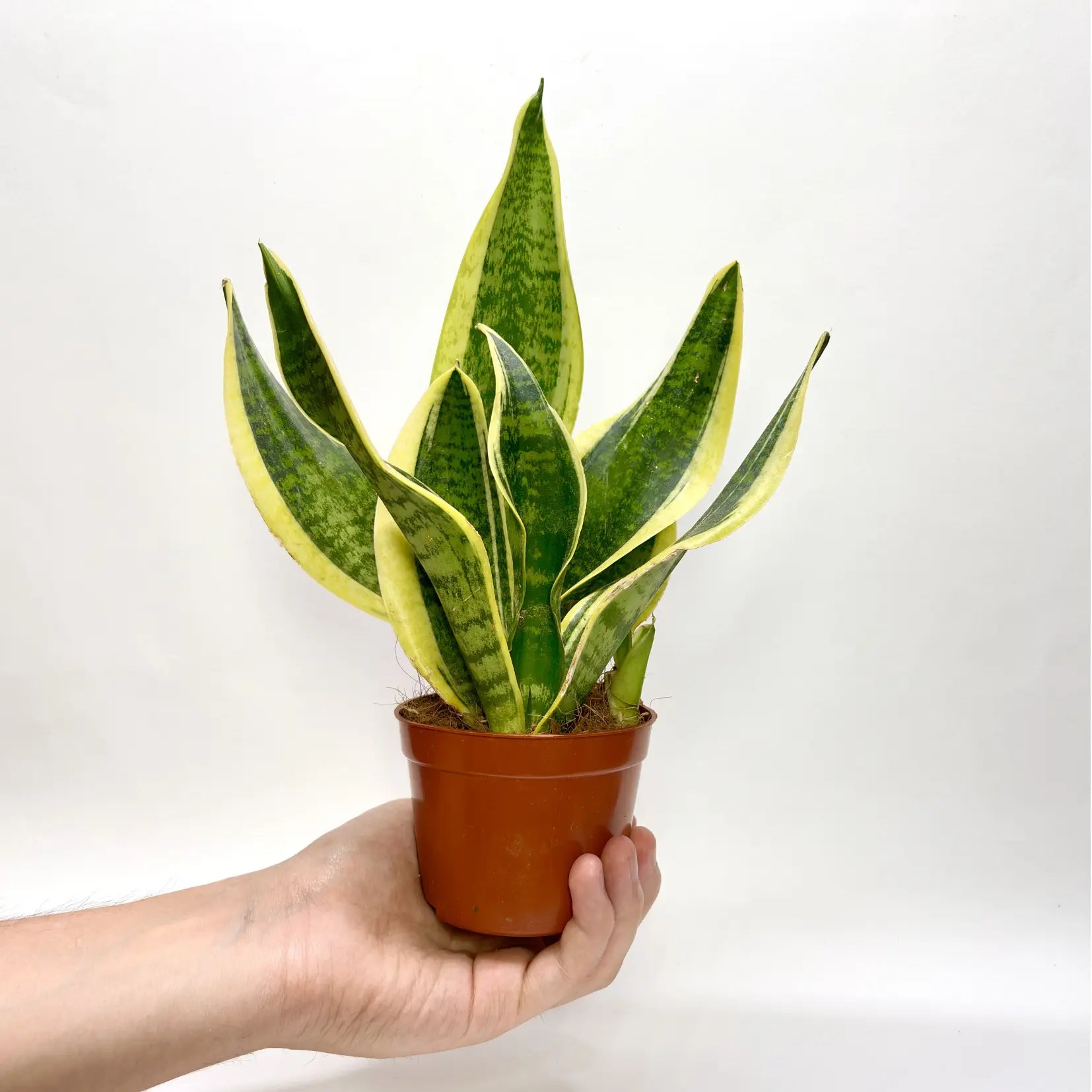 Sansevieria Futura Superba Havre Vert