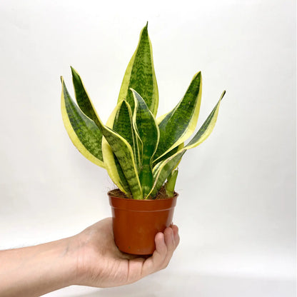 Sansevieria Futura Superba Havre Vert