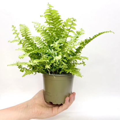 Nephrolepis Exaltata "Boston" Havre Vert