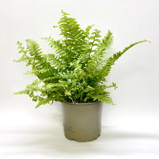 Nephrolepis Exaltata "Boston" Havre Vert