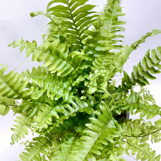 Nephrolepis Exaltata "Boston" Havre Vert
