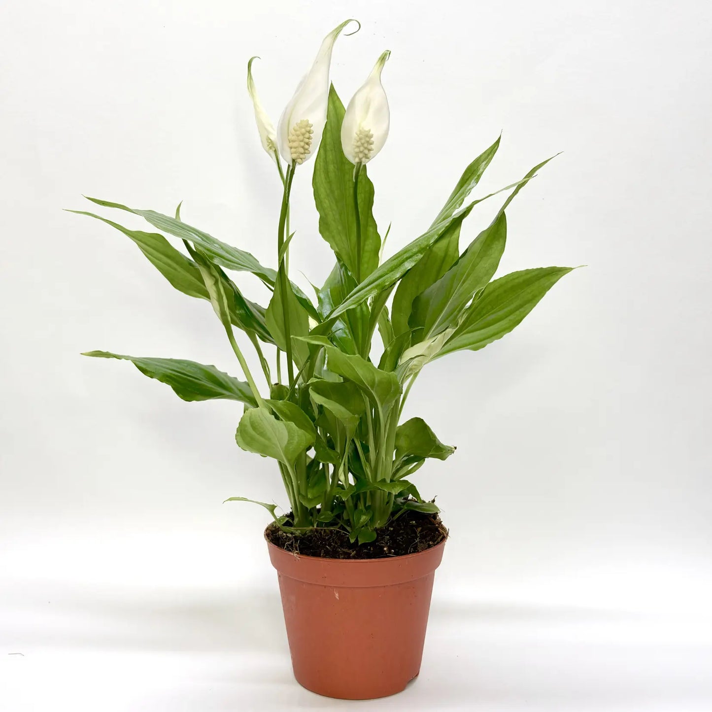 Spathiphyllum "Chopin Blanc" Havre Vert