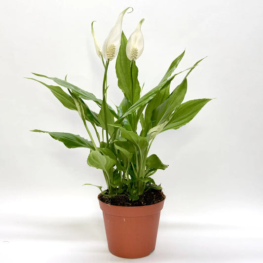 Spathiphyllum "Chopin Blanc" Havre Vert