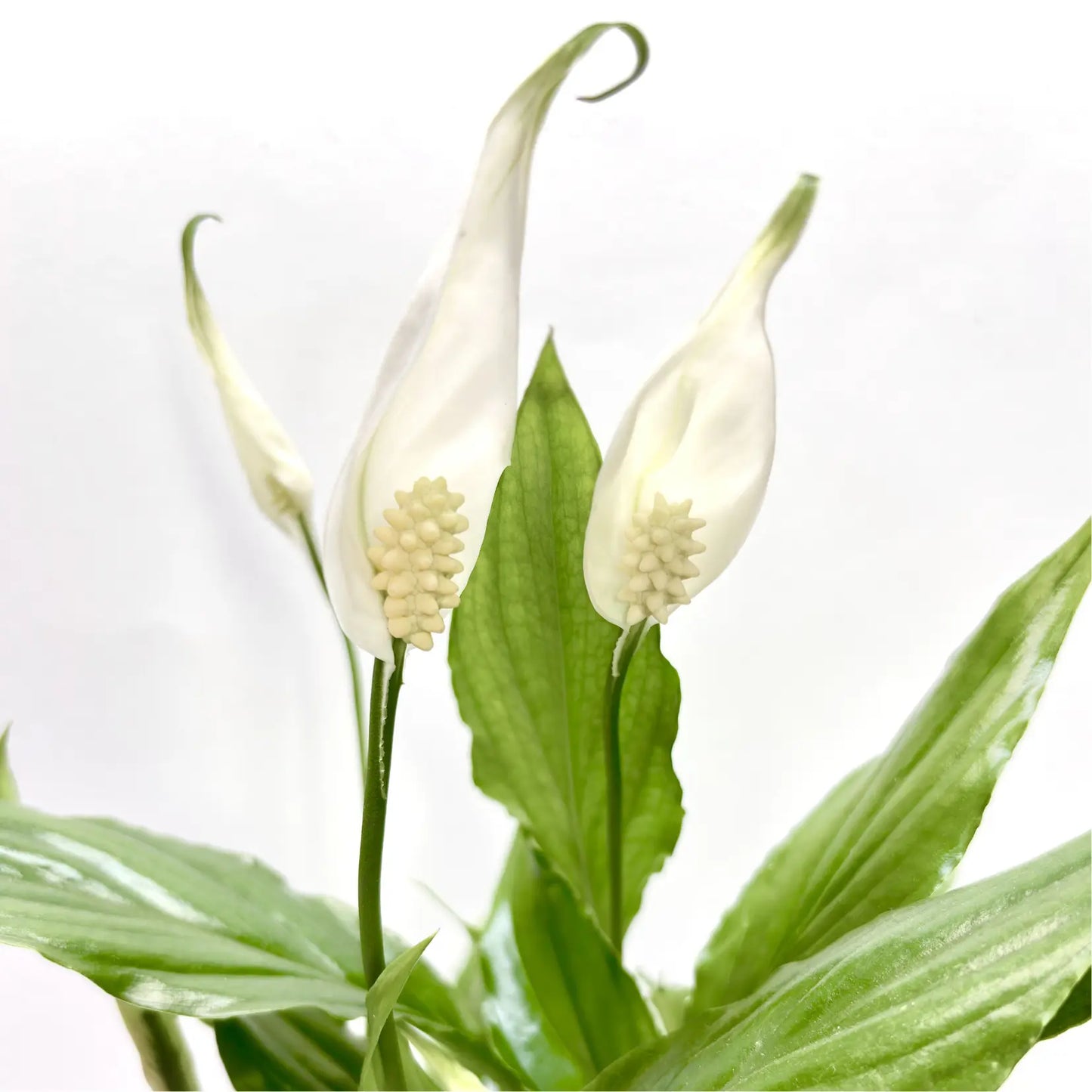 Spathiphyllum "Chopin Blanc" Havre Vert