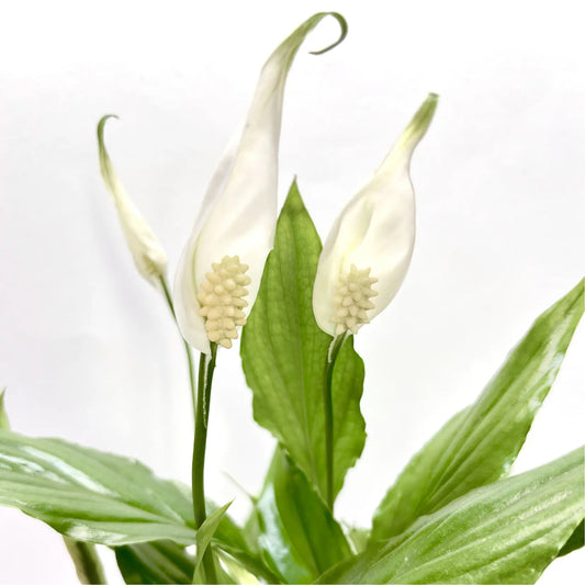 Spathiphyllum "Chopin Blanc" Havre Vert