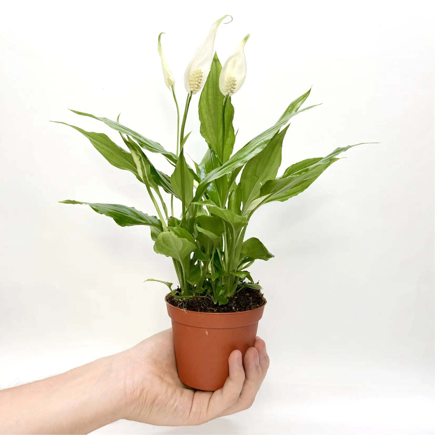 Spathiphyllum "Chopin Blanc" Havre Vert