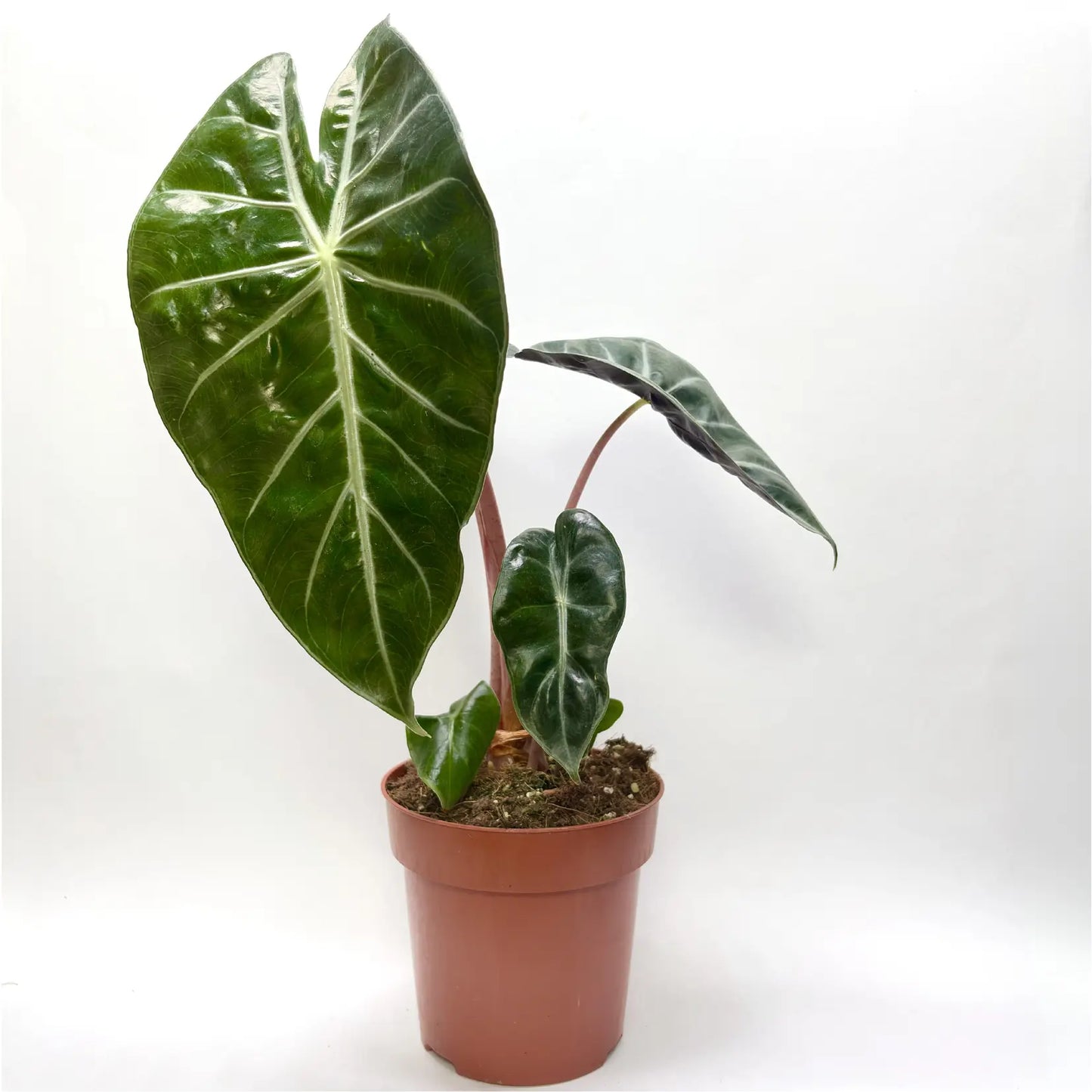 Alocasia "Pink Dragon" Havre Vert