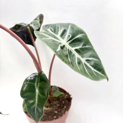 Alocasia "Pink Dragon" Havre Vert