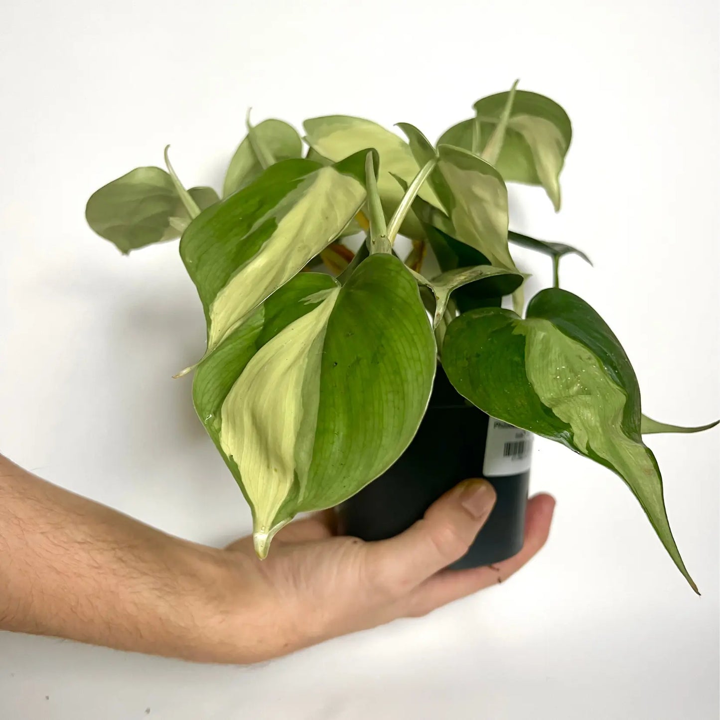 Philodendron Scandens "Brasil" Havre Vert