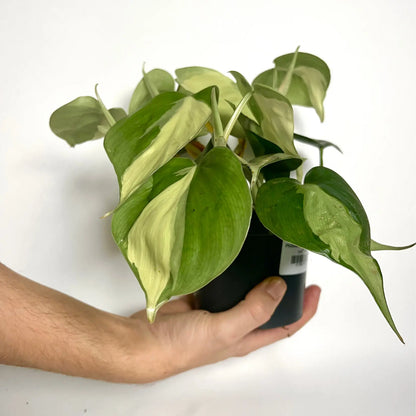 Philodendron Scandens "Brasil" Havre Vert