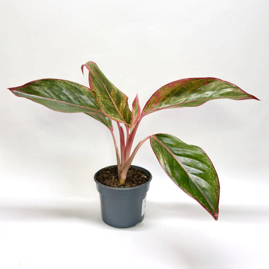 Aglaonema "Red Fire" Havre Vert