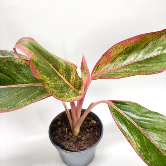 Aglaonema "Red Fire" Havre Vert