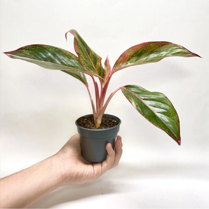 Aglaonema "Red Fire" Havre Vert