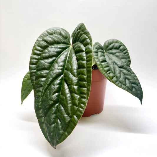 Anthurium Luxurians x Radicans Havre Vert
