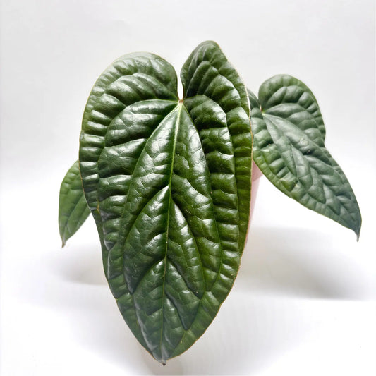 Anthurium Luxurians x Radicans Havre Vert