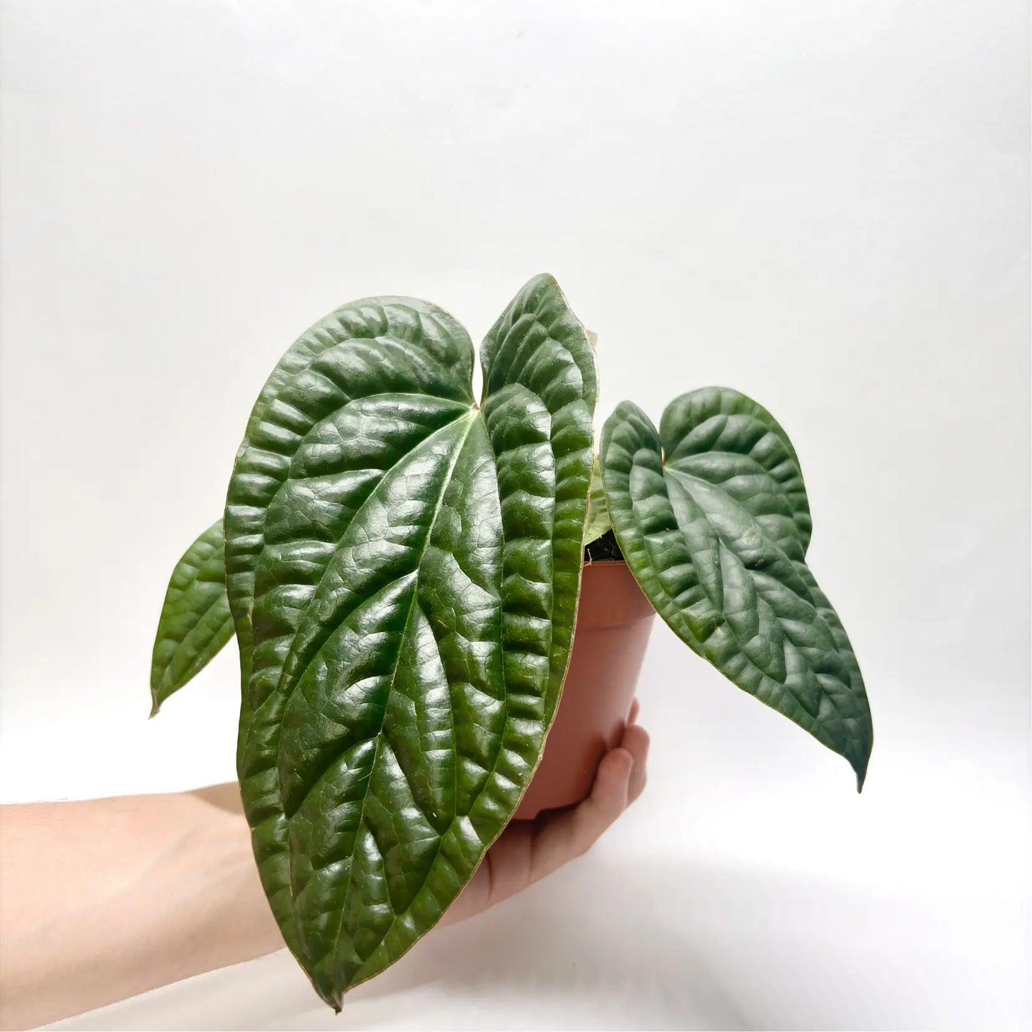 Anthurium Luxurians x Radicans Havre Vert