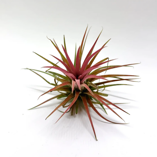 Tillandsia Ionantha "Red" Havre Vert