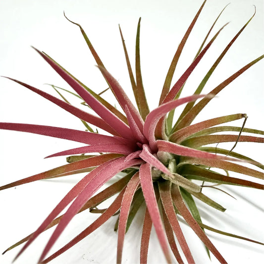 Tillandsia Ionantha "Red" Havre Vert