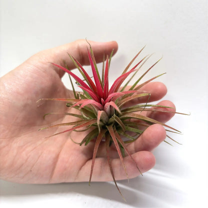 Tillandsia Ionantha "Red" Havre Vert
