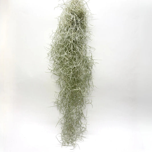 Tillandsia Usneoides Havre Vert