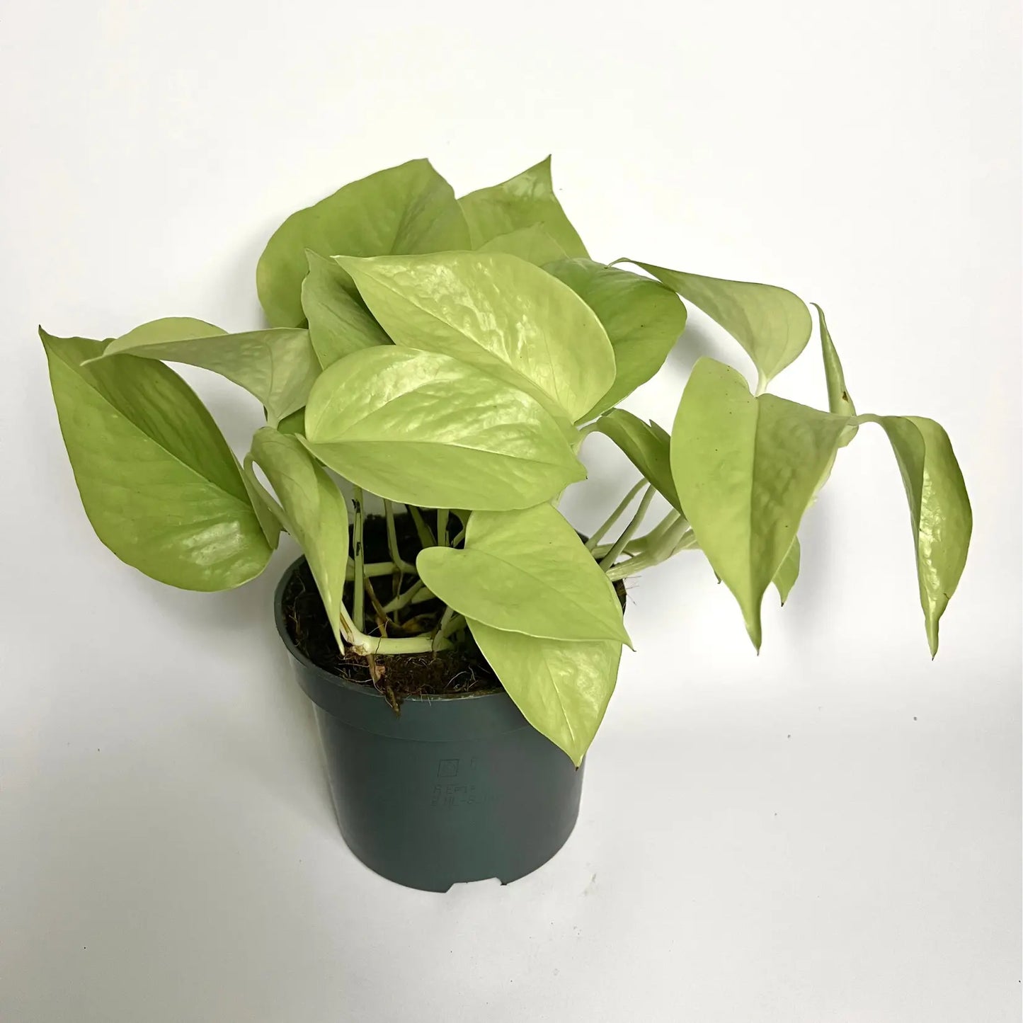 Epipremnum Pinnatum Golden "Pothos" Havre Vert