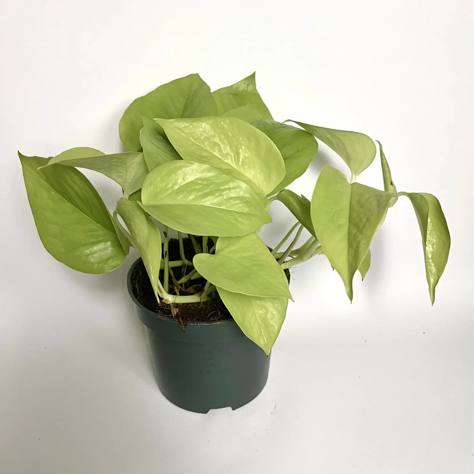 Epipremnum Pinnatum Golden "Pothos" Havre Vert