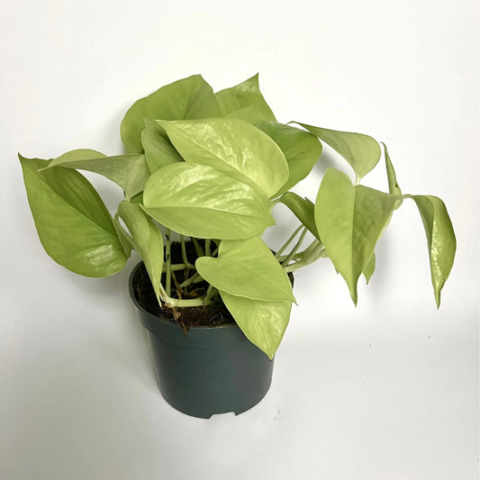 Epipremnum Pinnatum Golden "Pothos" Havre Vert