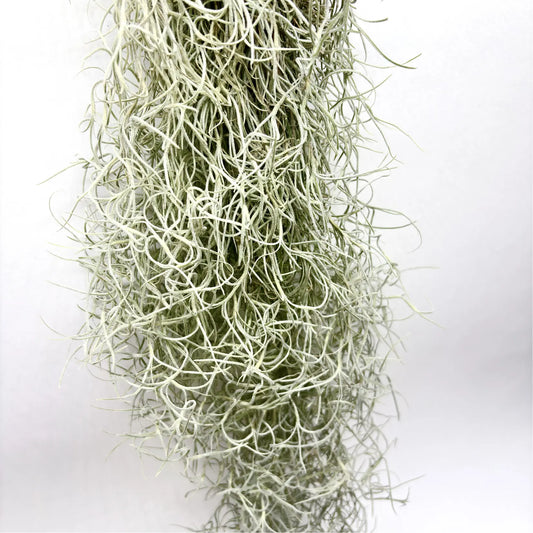 Tillandsia Usneoides Havre Vert