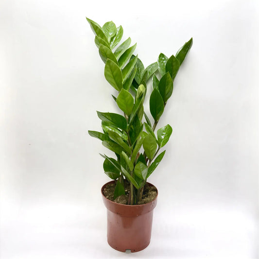 Zamioculcas Zamiifolia Havre Vert
