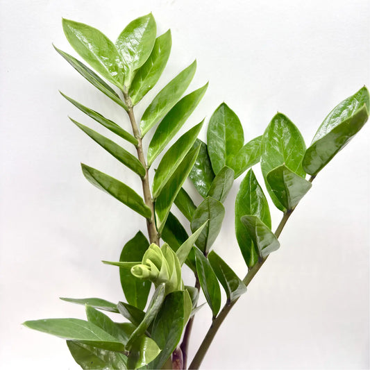 Zamioculcas Zamiifolia Havre Vert