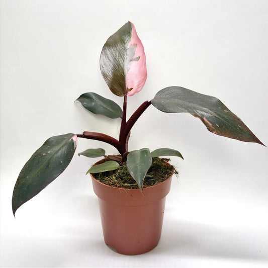 Philodendron Pink Princess Havre Vert
