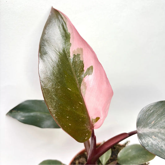 Philodendron Pink Princess Havre Vert