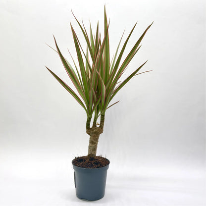 Dracaena Marginata "Bicolor" Havre Vert