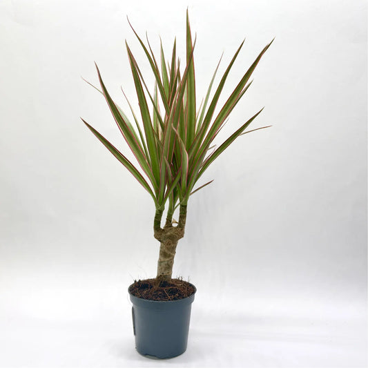 Dracaena Marginata "Bicolor" Havre Vert