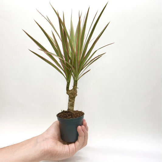 Dracaena Marginata "Bicolor" Havre Vert