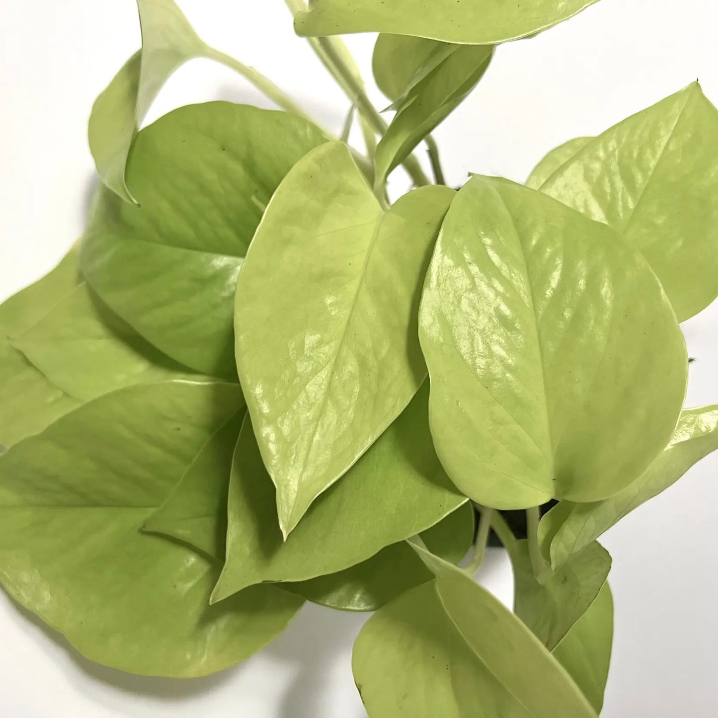 Epipremnum Pinnatum Golden "Pothos" Havre Vert