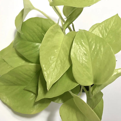 Epipremnum Pinnatum Golden "Pothos" Havre Vert