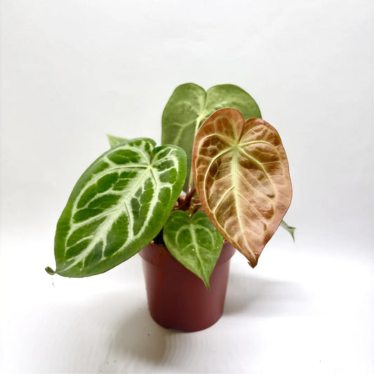 Anthurium Magnificum Havre Vert