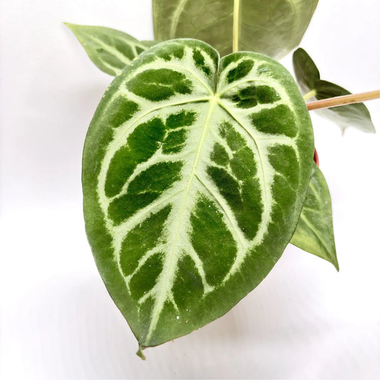 Anthurium Magnificum Havre Vert