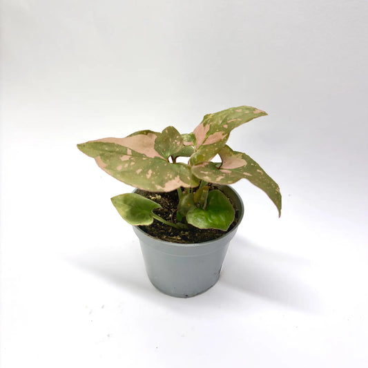 Syngonium Pink Splash - Baby Havre Vert