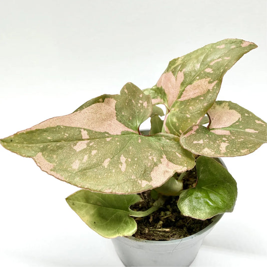 Syngonium Pink Splash - Baby Havre Vert
