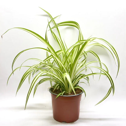 Chlorophytum Comosum Variegatum Havre Vert