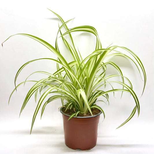 Chlorophytum Comosum Variegatum Havre Vert
