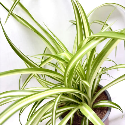 Chlorophytum Comosum Variegatum Havre Vert