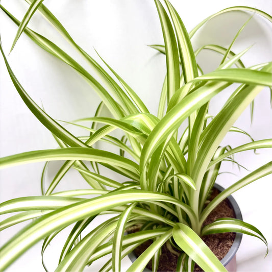 Chlorophytum Comosum Variegatum Havre Vert